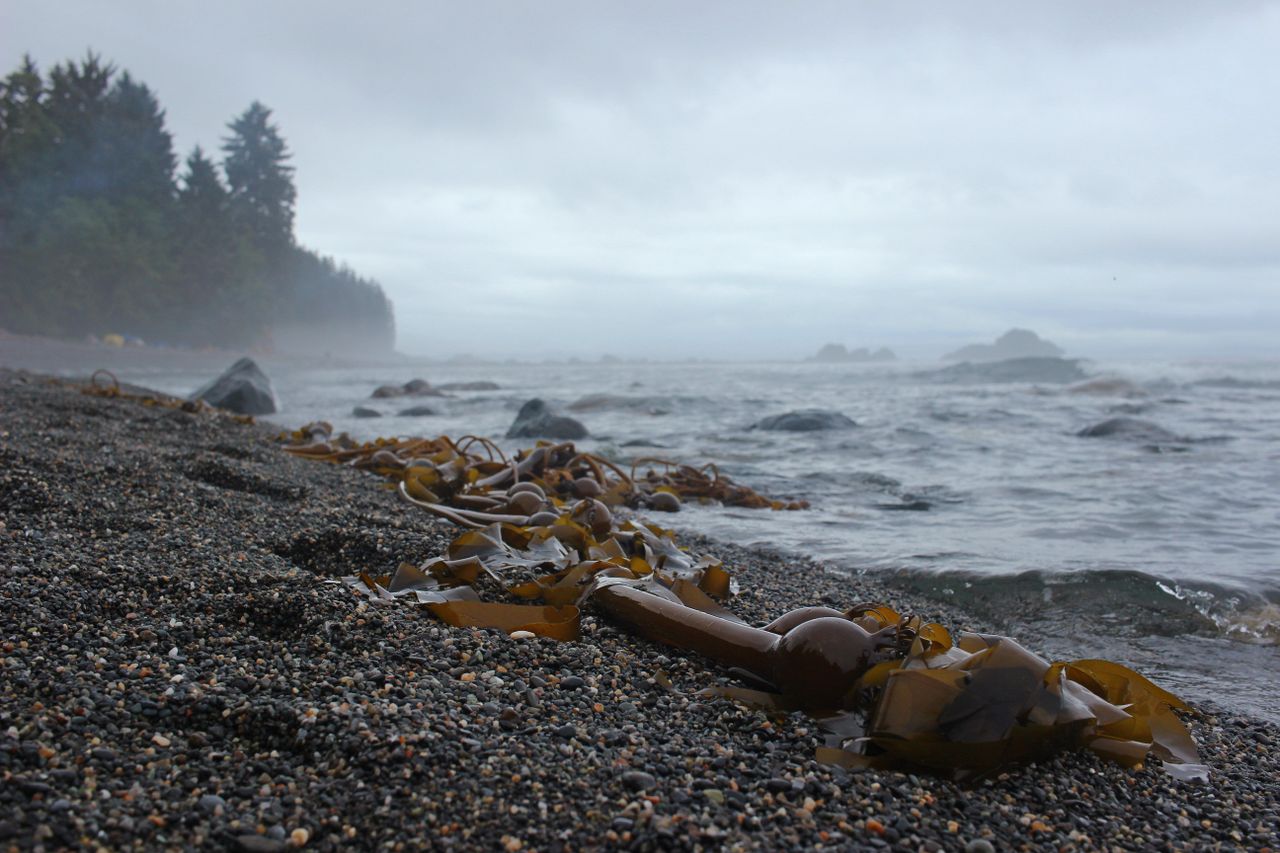 Explore the tranquil misty beach seashore with seaweed and rocky pebbles on a foggy morning.