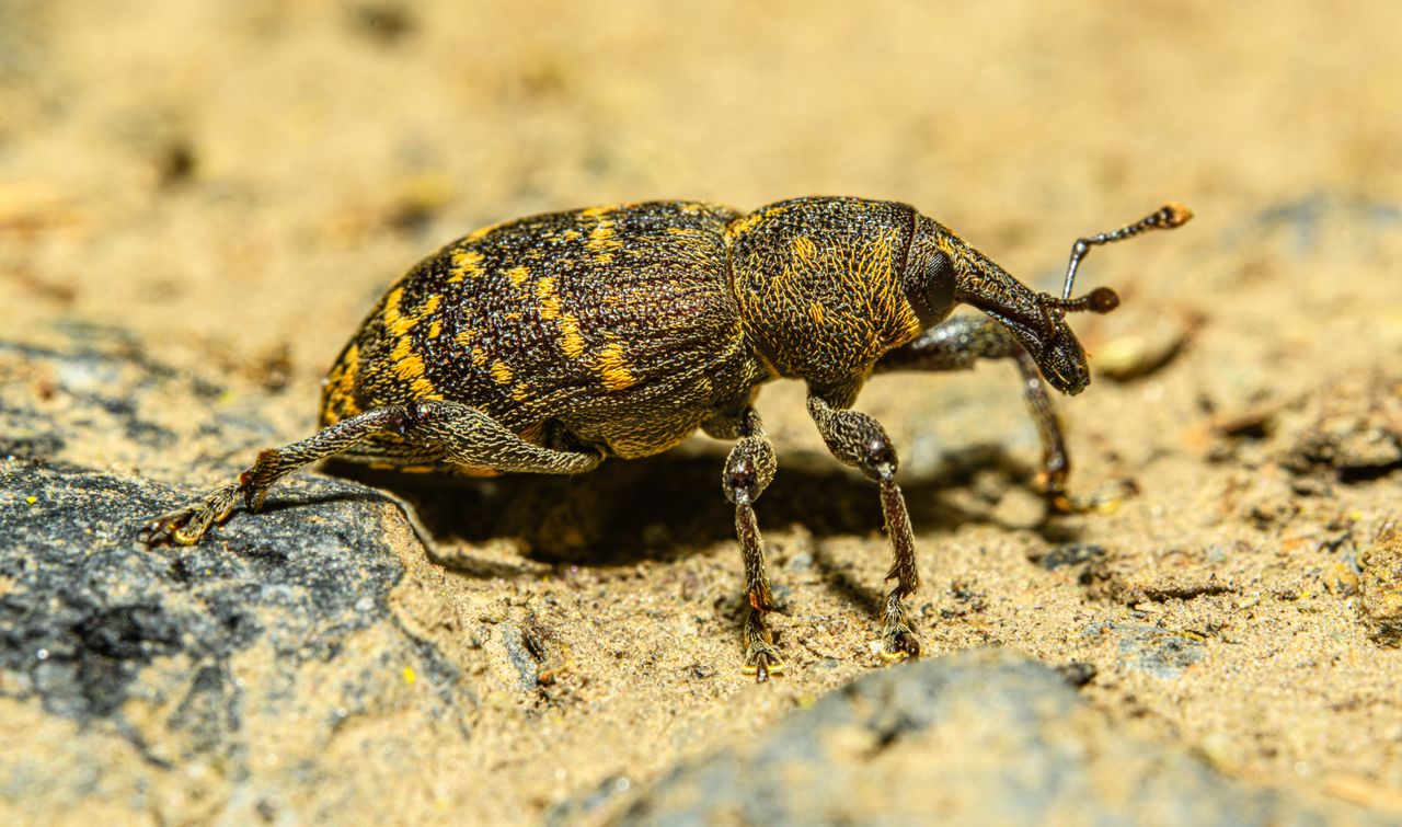 Detailed macro shot of a large pine weevil in its natural habitat.