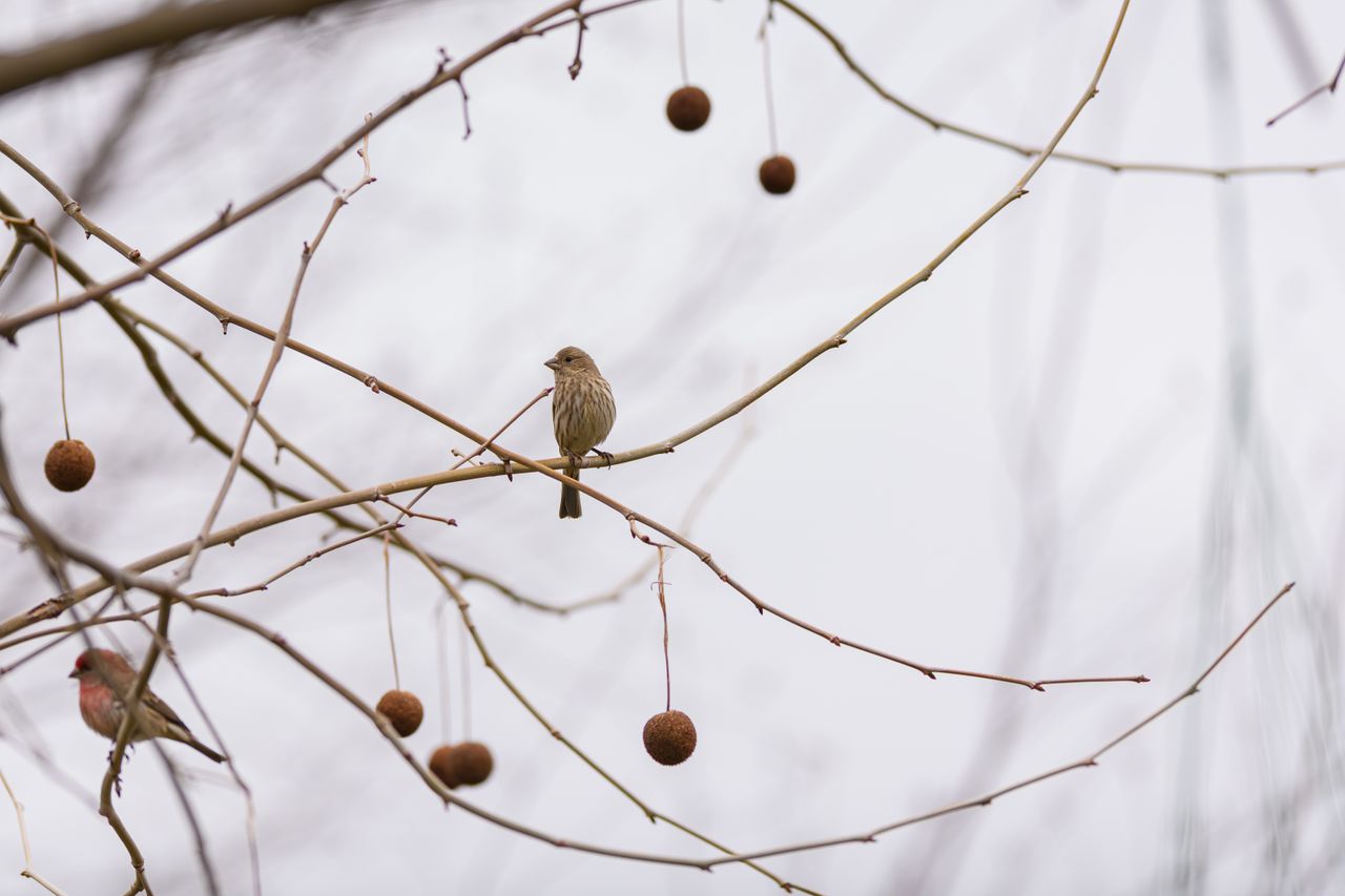 Sparrows perched on bare branches in winter against a cloudy sky.